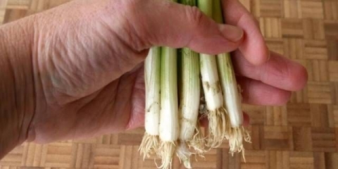 Kako posaditi luk na zelje na prozorskoj dasci